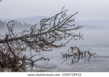 A partial abstract photo of the branches from a fallen tree by the frozen water of Hayden Lake in Idaho.
