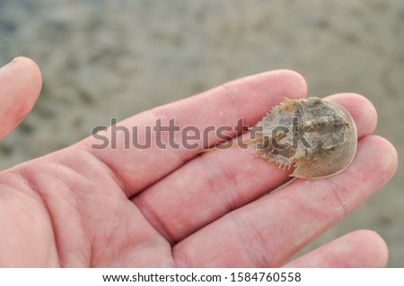 A unique image of a tiny baby horseshoe crab on a humans hand for size comparison. These invertebrates are closely related to spiders and live in muddy estuaries where they search for food. Royalty-Free Stock Photo #1584760558