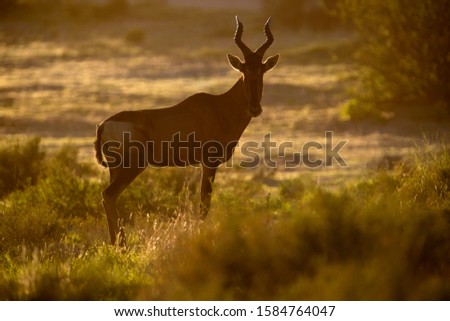 Red Hartebeest (Alcelaphus buselapus), Kgalagadi Transfrontier Park, Kalahari desert, South Africa/Botswana