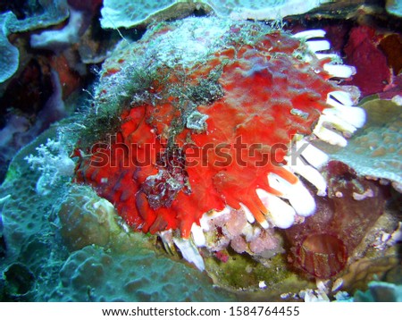 Tropical coral very nice picture