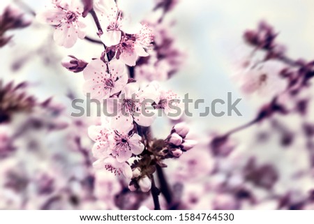 Branches of blossoming cherry with soft focus on blue sky background in sunlight. Spring concept.