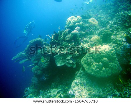 Tropical coral very nice picture