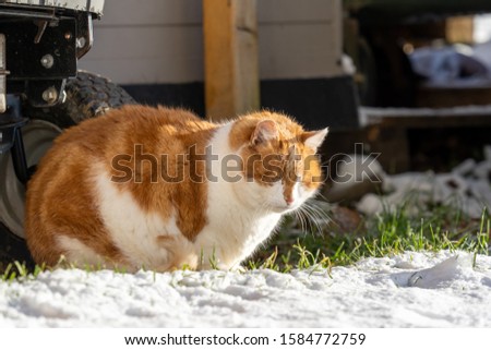 swiss cat snow winter animal cat fat