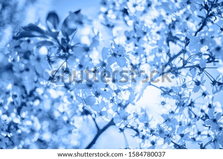 Classic blue background. Color of the year 2020. Branches of spring blossoming tree, copy space. Cherry tree with flowers. Nature and springtime background, free space