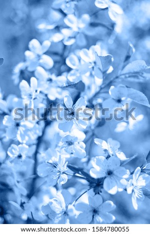 Classic blue background. Color of the year 2020. Branches of spring blossoming tree, copy space. Cherry tree with flowers. Nature and springtime background, free space