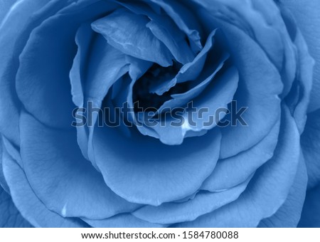 Classic blue background, copy space. Fresh rose flower, close up.  Color of the year 2020. Nature floral background. Top view, flat lay. Valentine's Day, Woman's Day, Mother's Day, birthday
