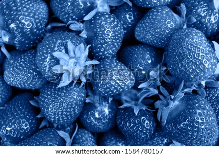 Classic blue background with fresh organic strawberries, copy space. Color of the year 2020. Nature berry background. Macro photo. Top view, flat lay