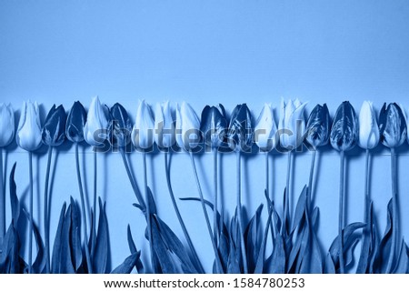 Classic blue background with tulip flowers, copy space. Color of the year 2020. Nature background. Top view, flat lay. Womens Day, Mothers Day, Valentine's Day, birthday
