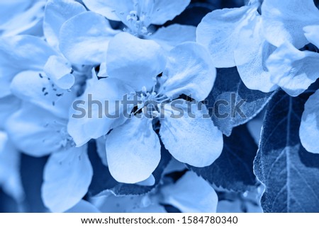 Classic blue background. Color of the year 2020. Branches of spring blossoming tree, copy space. Apple tree with flowers. Nature and springtime background, free space