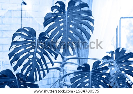 Classic blue background. Exotic tropical Monstera (philodendron) palm leaves, copy space. Color of the year 2020. Nature floral background