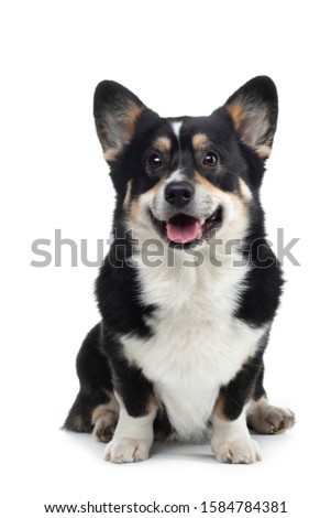 Portrait of a dog on a white background. Smiling welsh corgi pembroke . Pet in the studio. For design