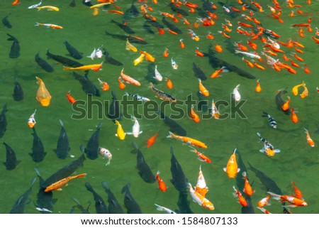 Group of fancy mirror carp koi fish in the pond