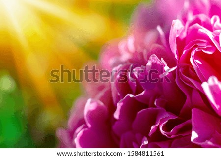 pink peonies flowers close up macro petals beautiful background
