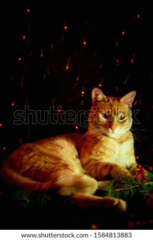 red, domestic cat,with green eyes on a dark background, sitting near a Christmas bouquet of red berries with green branches of the tree