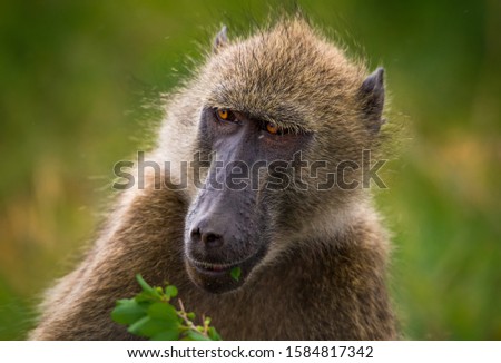 Baboon with bright eyes in the Kruger National Park South Africa