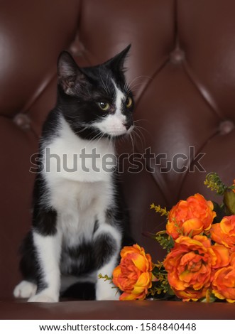 white with black cat on a brown background and orange roses bouquet