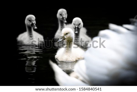 Swan standing with spread wings on a rock in blue-green water, white swan on water, dark background, a white swan sails with young swans.