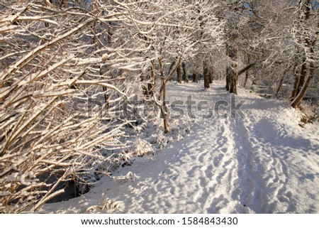 Beautiful winter landscape in Latvia. Bushes and trees richly covered with snow in a sunny December day. 