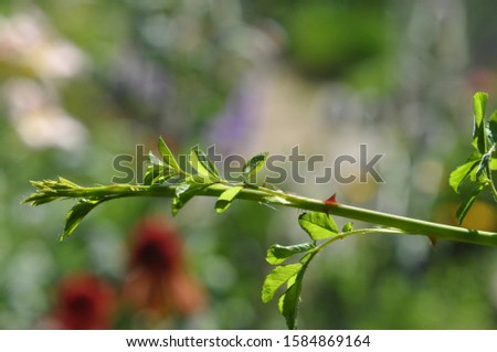 Thorn roses close-up. Branch with leaves and sharp spikes close-up on a blurred background. Garden plant with spiny stems, branches and green leaves. Photo, image macro spike