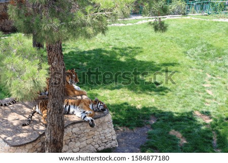 two tigers take a rest