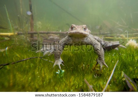 Common Toad (Bufo bufo) under water, Southern Germany, Germany
