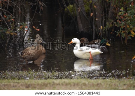 White duck standing in pond water