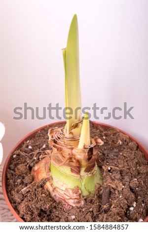 New leaves and flower bud sprouting from amaryllis bulb in wintertime on window sill.
