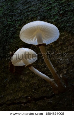 Porcelain fungus mushroom on the log