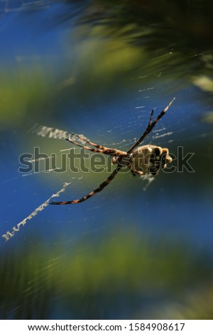 Tiger spider waiting for its prey