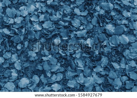 Fallen autumn leaves in classic blue color.