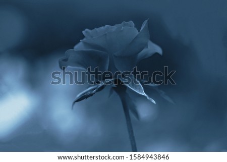 Rose flower in classic blue color.