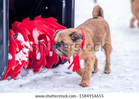 Griffon dogs walks in the snow in Christmas decorations
