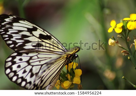 Colorful black, yellow, white butterfly on a flower, against the blur background