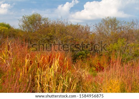 Beautiful grassy meadow and autumn color on fall leaves and wildflowers.
