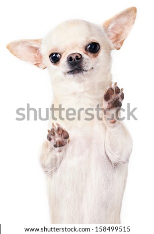 standing up chihuahua vertical picture