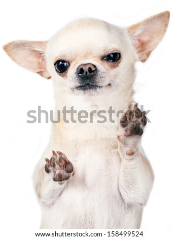 angry chihuahua standing with paws up