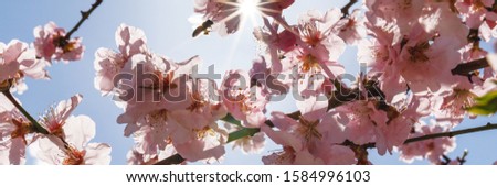 Pink blossoming almond tree with bokeh light background. Pink flowers for spring time background, close up banner