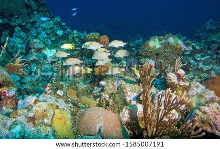 Soft corals, elk horn coral and fish in Belize's Barrier Reef