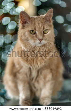 Amazing fluffy and sweet beige cat with green eyes. Christmas and new year mood. Bokeh light garland on the background. Vertical portrait. Focus on the face. HDR