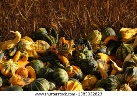 Pumpkins are winter squash that have many health benefits.