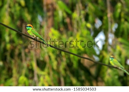  The Chestnut-headed Bee-eater in nature