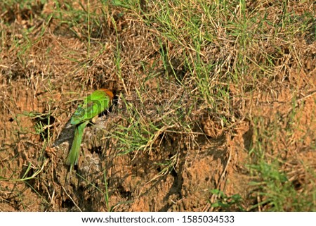  The Chestnut-headed Bee-eater in nature