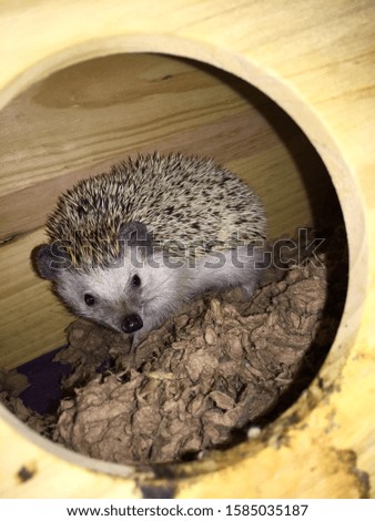 A hedgehog posing for a picture through the entrance of his home.