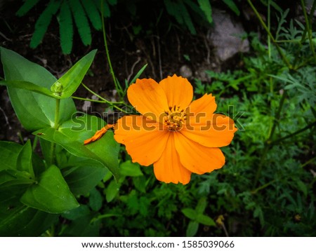 beautiful blooming orange flower stand out on dark background