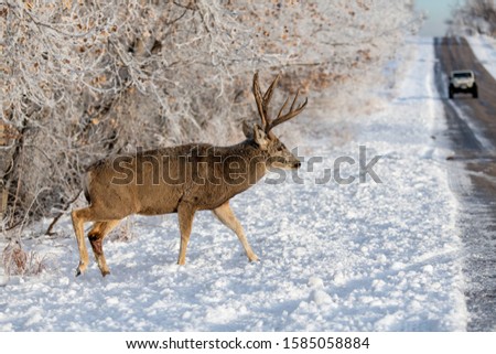 A Large Mule Deer Buck Crossing Road with Vehicle Approaching Royalty-Free Stock Photo #1585058884