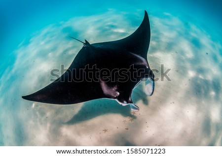 Manta Ray swimming peacefully in the wild along the sea bed Royalty-Free Stock Photo #1585071223