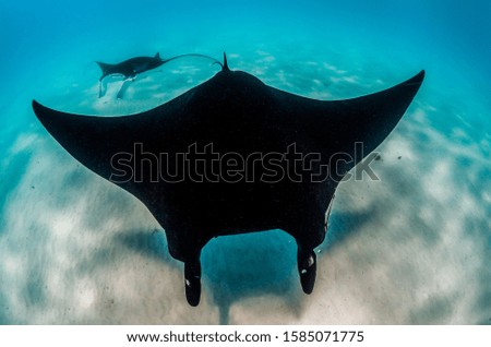 Pair of Manta Rays swimming in the wild along sandy the sea bed