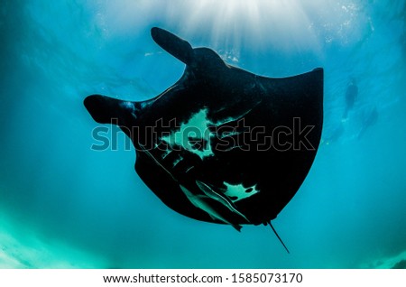 Rare Black Manta Ray swimming overhead in clear blue water, with people swimming and observing from the surface