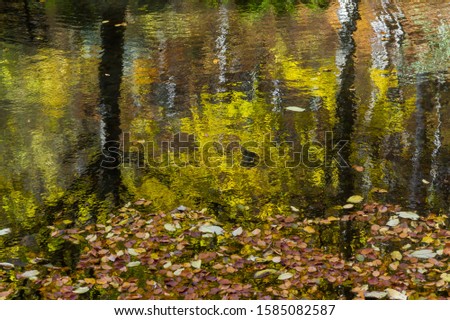 The reflection of autumn trees and fallen leave in the water