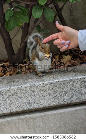 Feeding a friendly squirrel